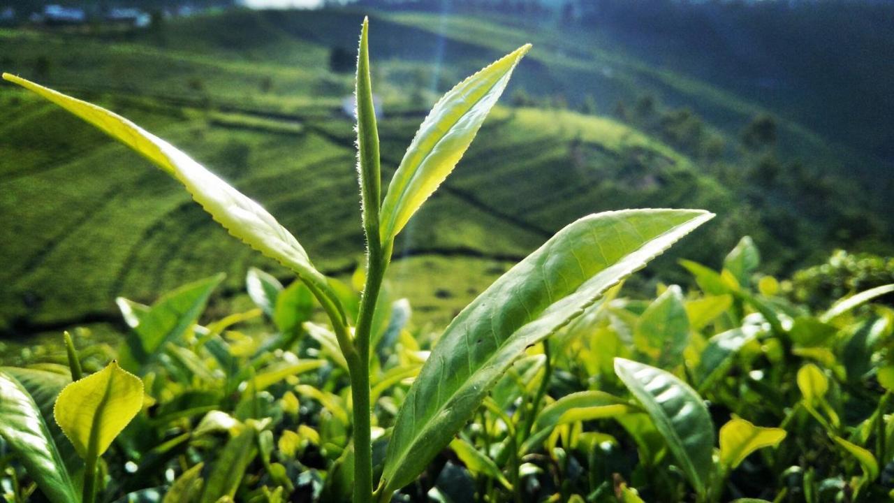 Green Paradise Элла Экстерьер фото